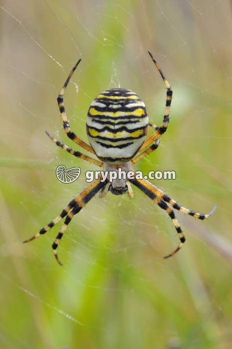 Epeire fasciée à l'affût sur sa toile (Argiope bruennichi) - gryphea.com